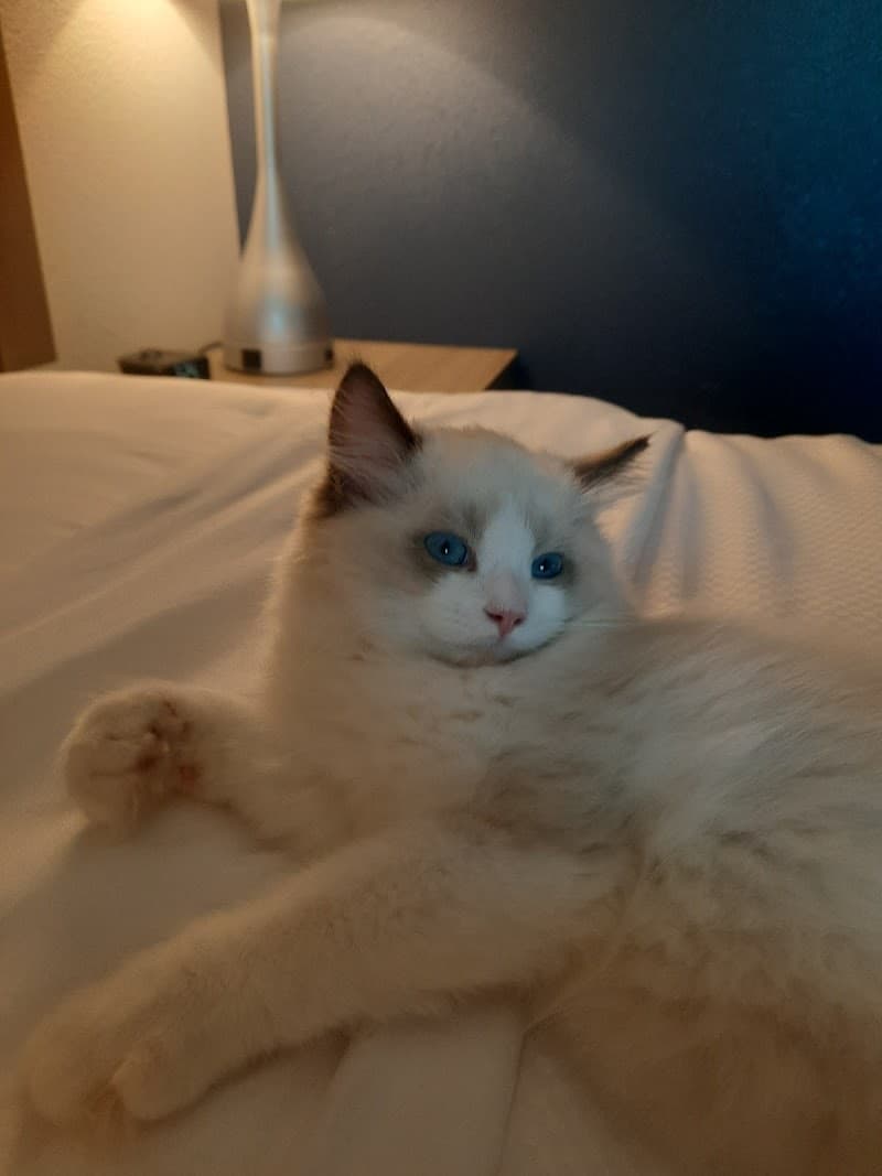 Garbizo Animal Clinic photo 3