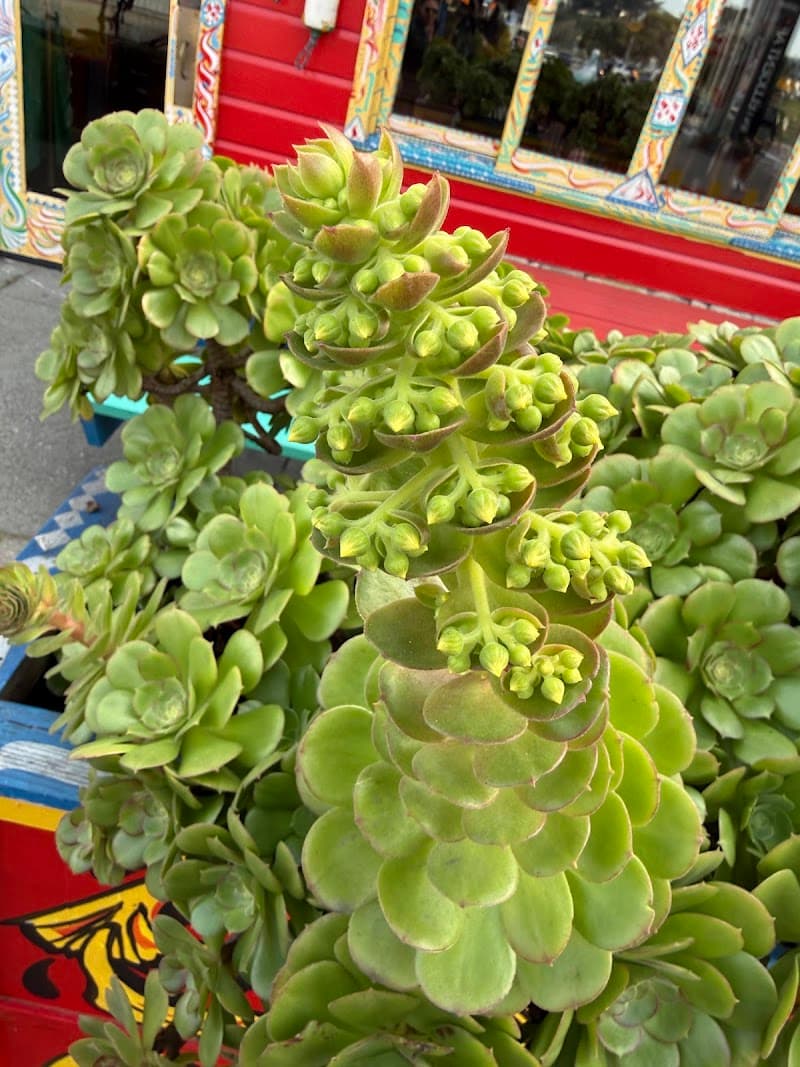 Capurro's Restaurant photo 3